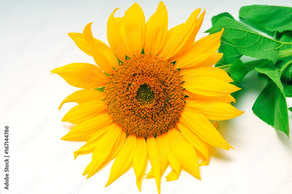 Obraz premium Sunflowers on a white background