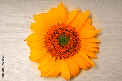 Sunflowers on a white background