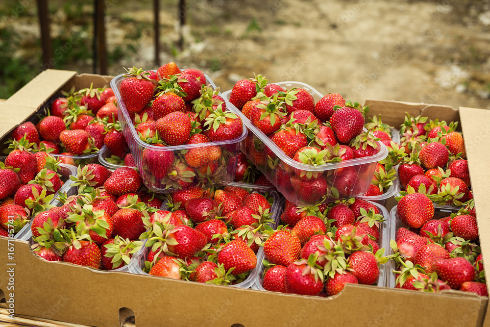 Boxes of strawberries in farmer market. Crates full of fragaria.Strawberries boxes baskets texture in outdoor market,set in a box of strawberries before eating Boxes of strawberries in farmer market. Crates full of fragaria.Strawberries boxes baskets texture in outdoor market,set in a box of strawberries before eating
