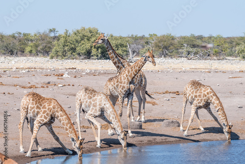 Foto Namibian giraffes drinking water at a waterhole