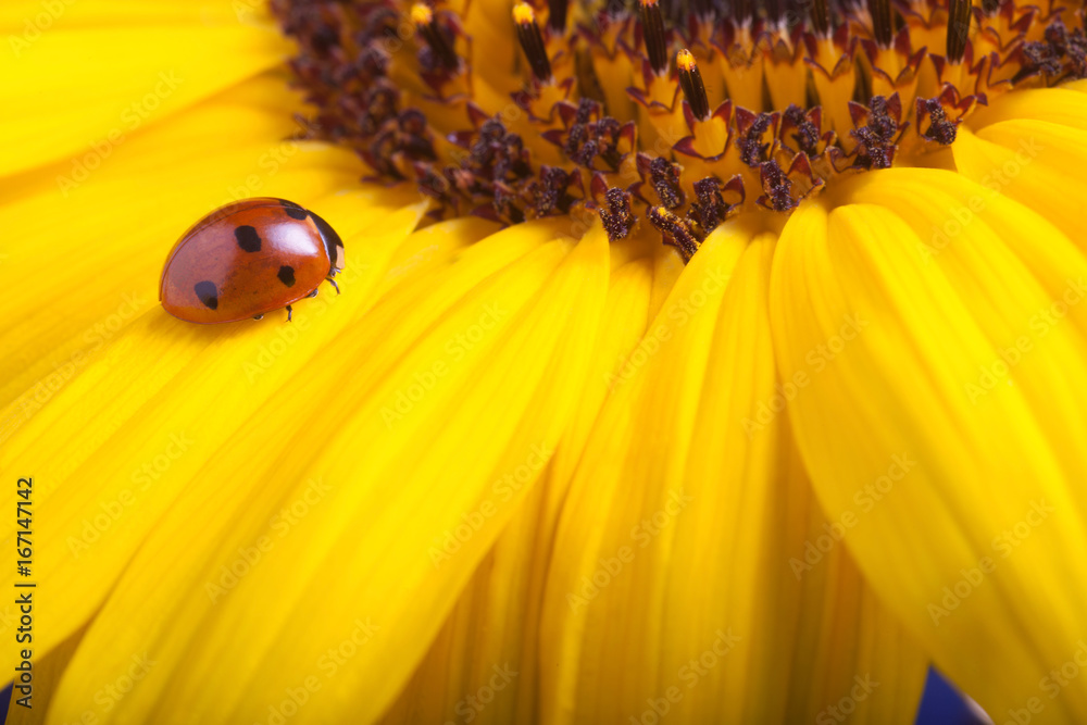 Obraz premium red ladybug on sunflower flower, ladybird creeps on stem of plant in spring in garden in summer