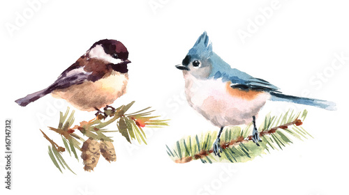 Titmouse and Chickadee Two Birds Watercolor Hand Painted Illustration Set isolated on white background © cmwatercolors