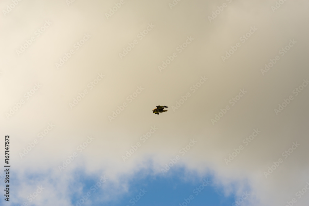 Peregrine Falcon hovering against a cloudy sky Peregrine Falcon hovering against a cloudy sky