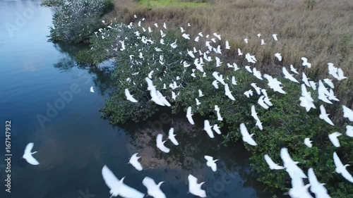 Garças voando sobre margem do Rio Paranaíba photo