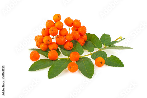 Принти на полотні Ashberry on white background