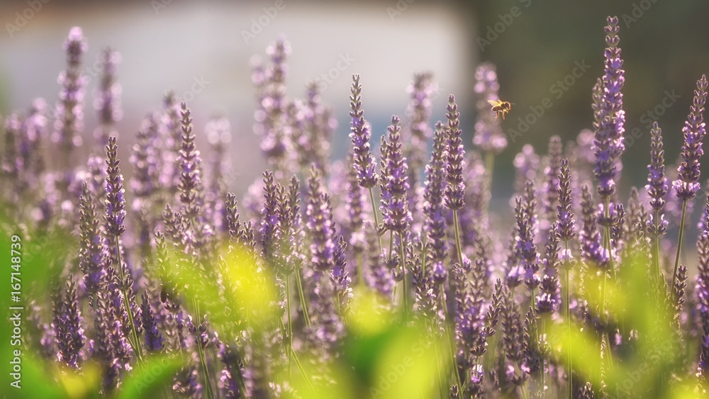 Fototapeta premium Branches of flowering lavender.