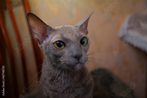 gray cat sitting and looking at the camera © solstizia