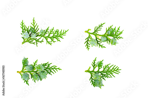 Twig of thuja on white background