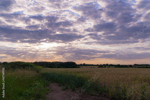 Wheat field under a cloudy sky late afternoon in Leicester-shire