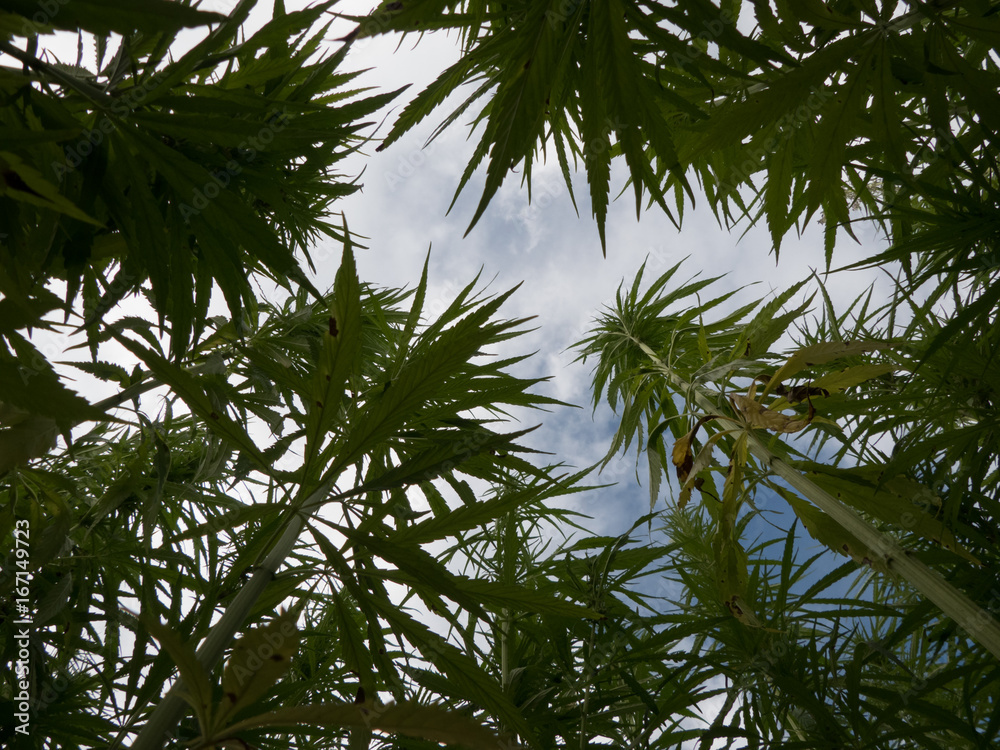 cannabis on a farm dancing in the wind