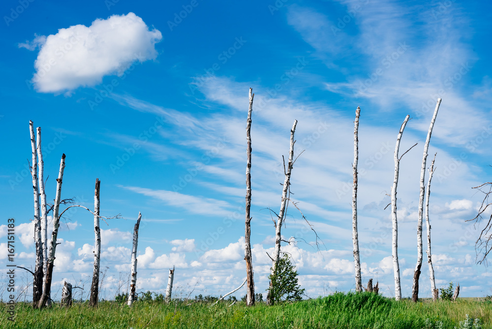 Naklejka premium The landscape depicts broken trees as a result of a great hurricane