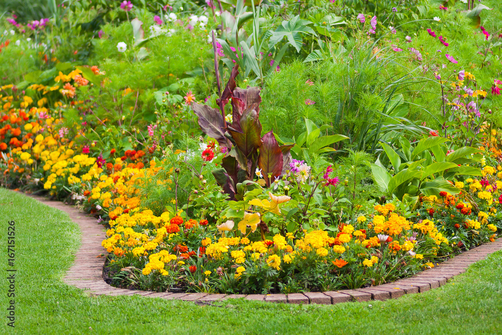 Fotografie Yellow flowers in a garden in the summertime