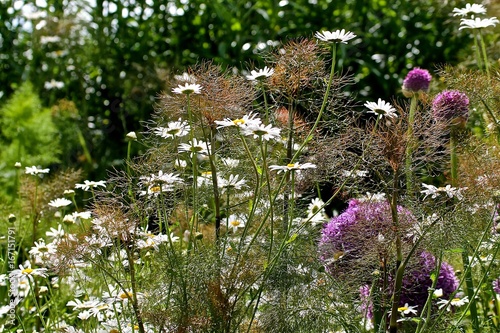 Flowers, Eden Project