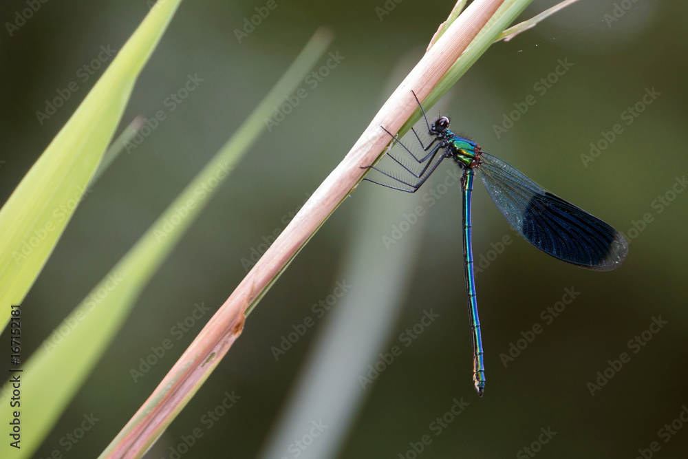 männliche Gebänderte Prachtlibelle (Calopteryx splendens) männliche Gebänderte Prachtlibelle (Calopteryx splendens)
