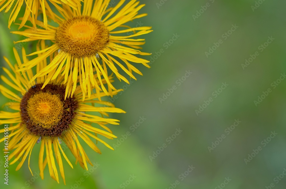 Two small sunflowers blossoms from above on the natural grey and green background. Two sunflowers with yellow pistils, one with brown and orange pistils. Located on the left side of the photo. Two small sunflowers blossoms from above on the natural grey and green background. Two sunflowers with yellow pistils, one with brown and orange pistils. Located on the left side of the photo.