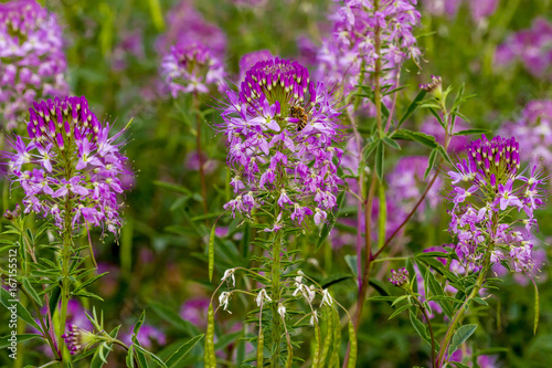 Field of Rocky Mountain Bee Plants photo