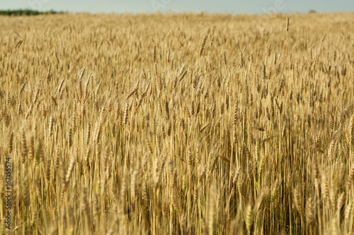 Bread field