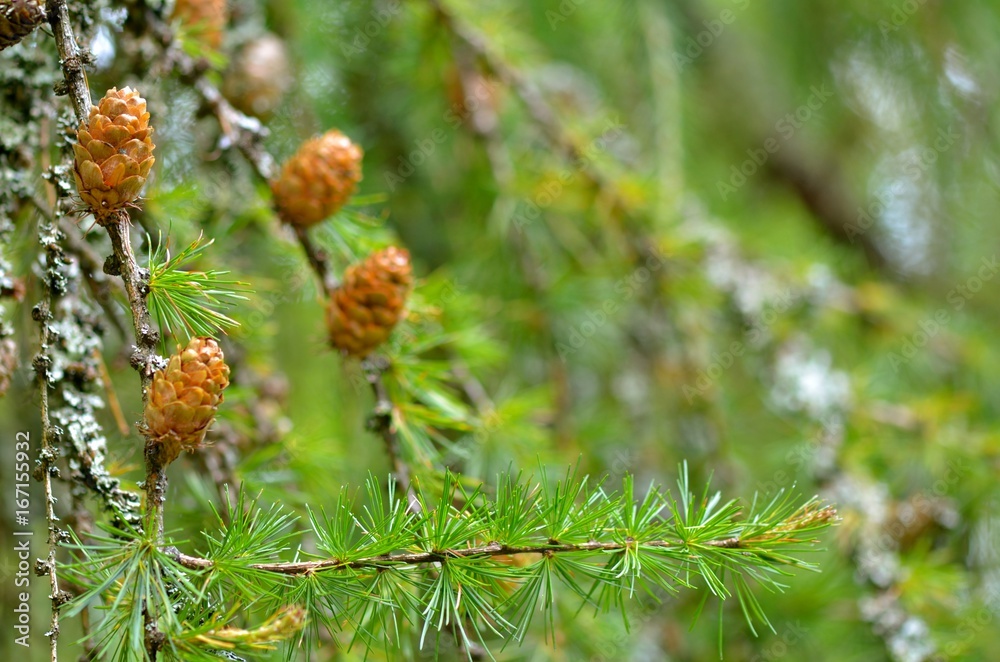 Detail of four larch cones with branches and lichen. Place for text.