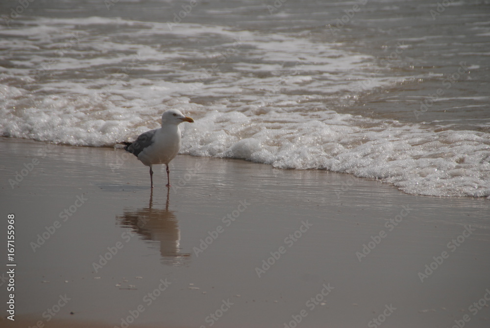 Möwe mit Spiegelbild