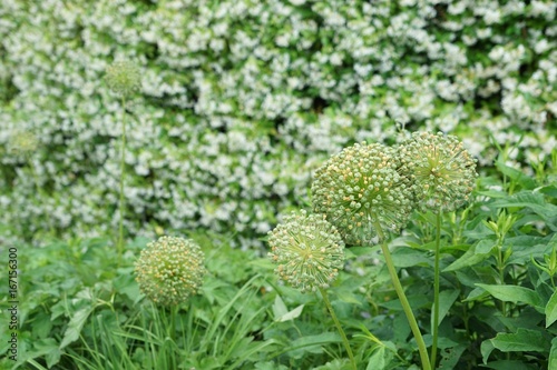 "Grüne Wand" mit Zierlauch und weißen Blüten - Textur