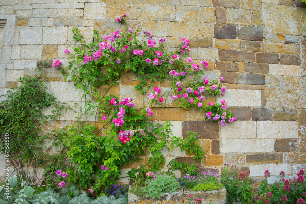 Flowers in a garden in the summertime Flowers in a garden in the summertime
