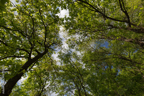 A view from below of some tall trees in spring against a blue sky