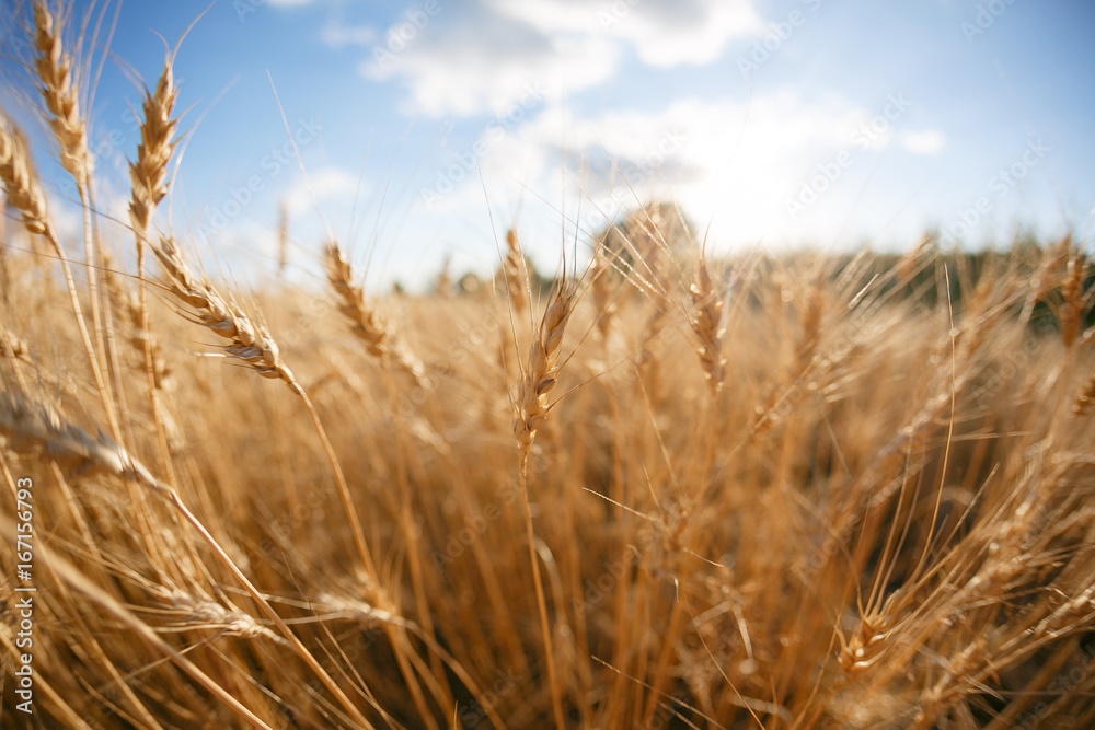 Wheat field. Ears of golden wheat close up. Rural Scenery under Shining sunset. close-up selective focus