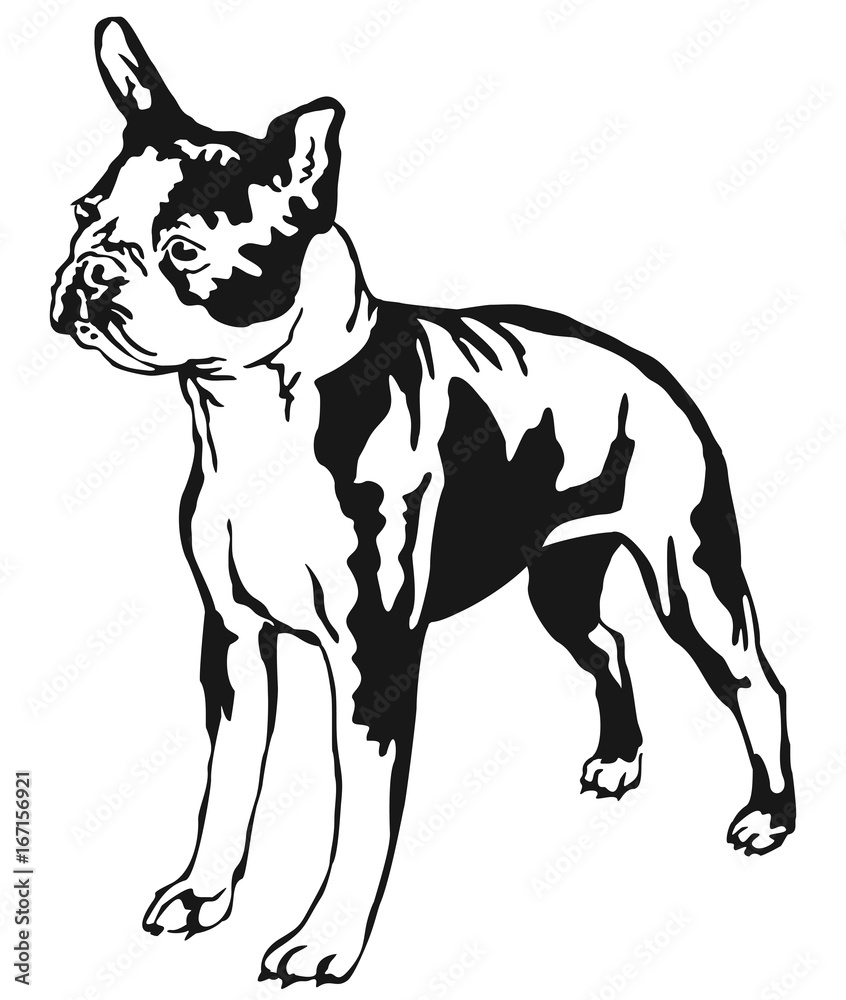 Decorative standing portrait of boston terrier vector illustration
