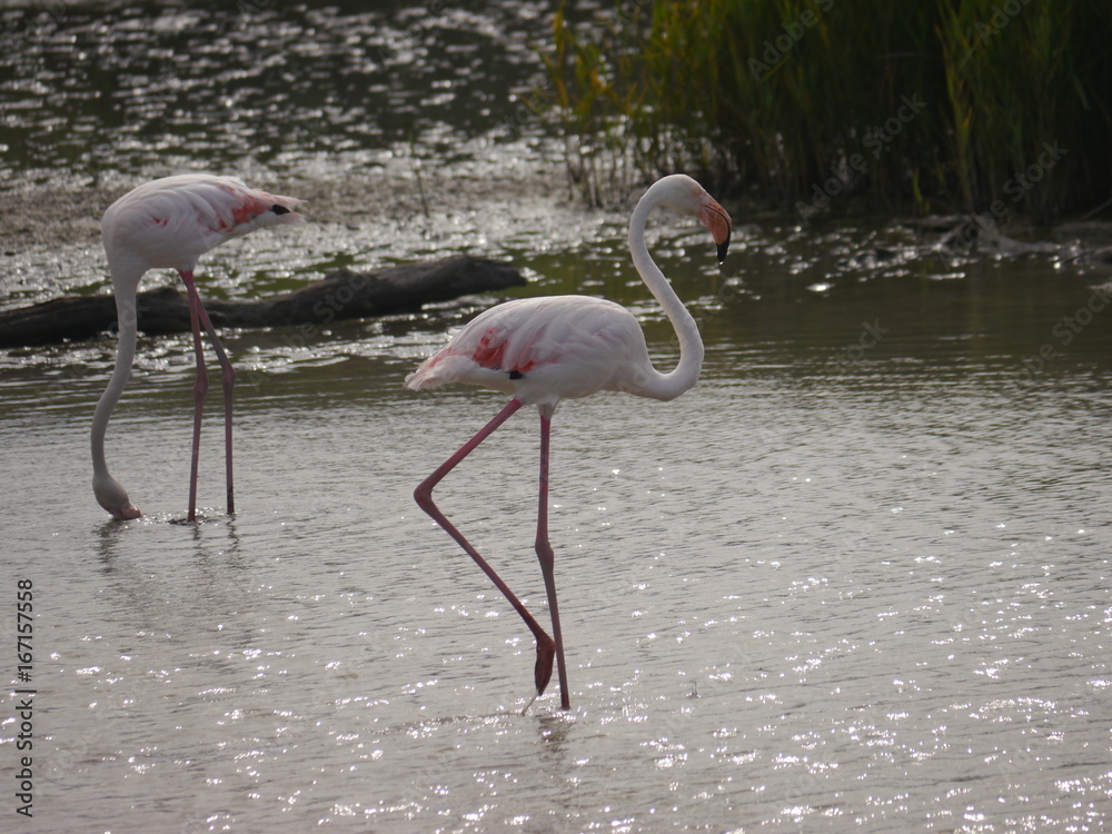 Flamingos in the Camargue 3