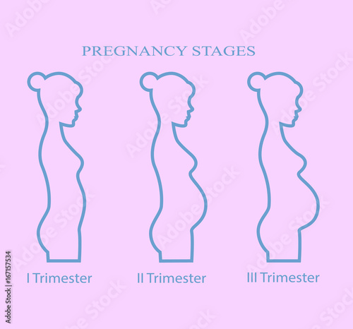 Pregnancy stages, trimester, pregnant woman  on pink background