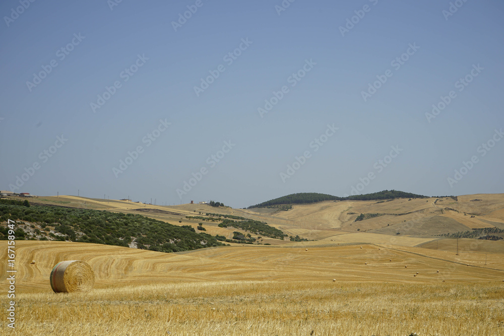 Hay bales in the countryside