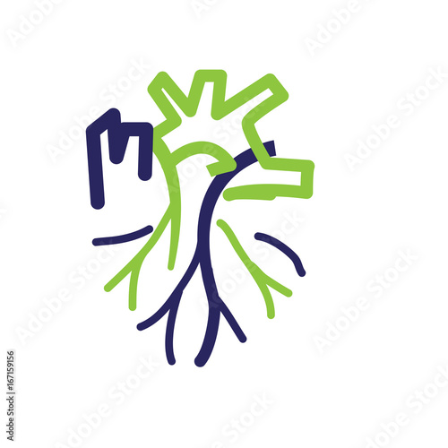 vascullar heart