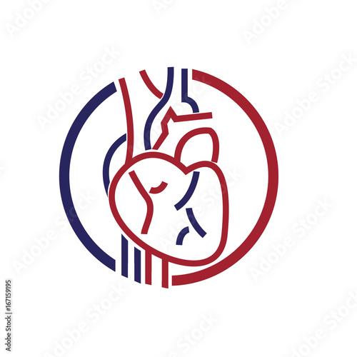 vascullar heart