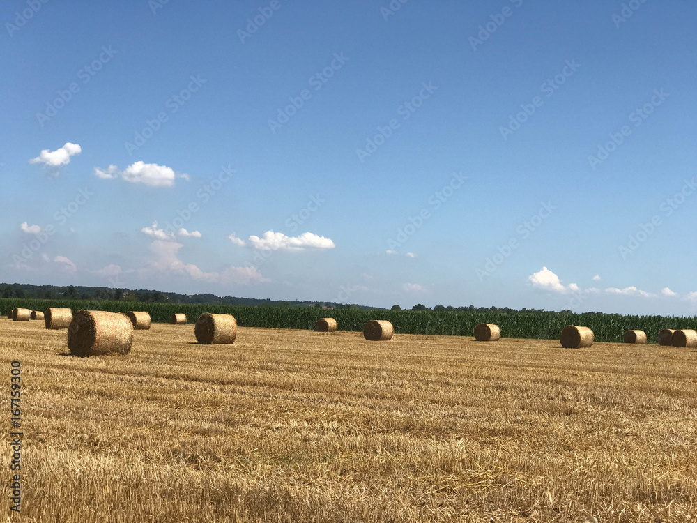 Fototapeta premium Hay bales in the countryside