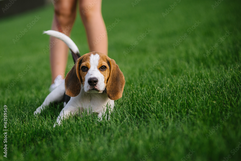 Dog on green meadow. Beagle puppy walking