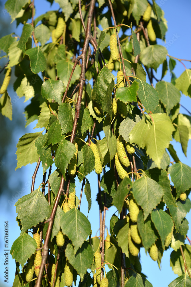 Tong betula jordan sales