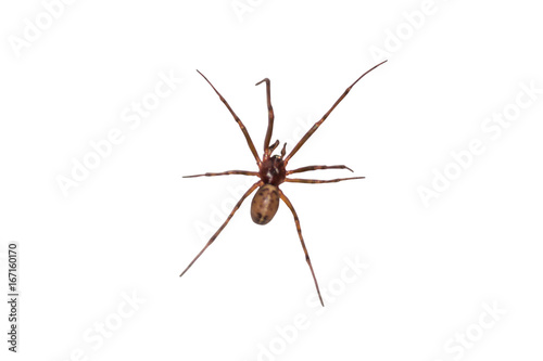 Scary spider with long paws isolated on white background