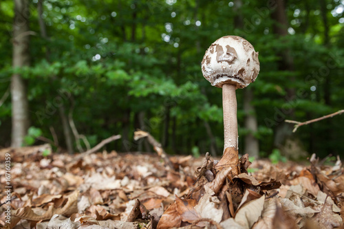 Riesenschirmling (macrolepiota procera) photo