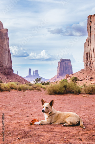 Dog resting in monument valley