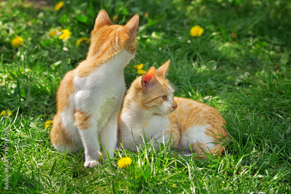 Two red and white kittens
