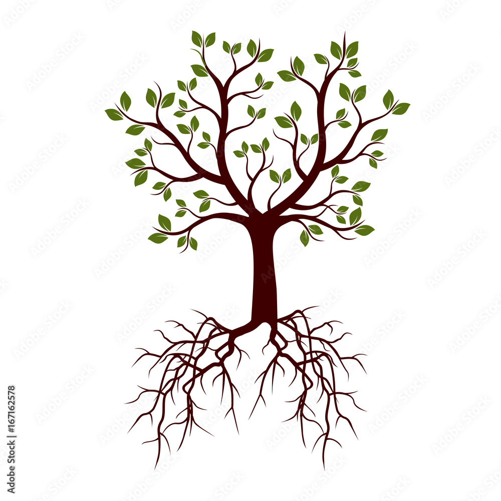 Obraz premium Color Tree with Roots. Vector Illustration.
