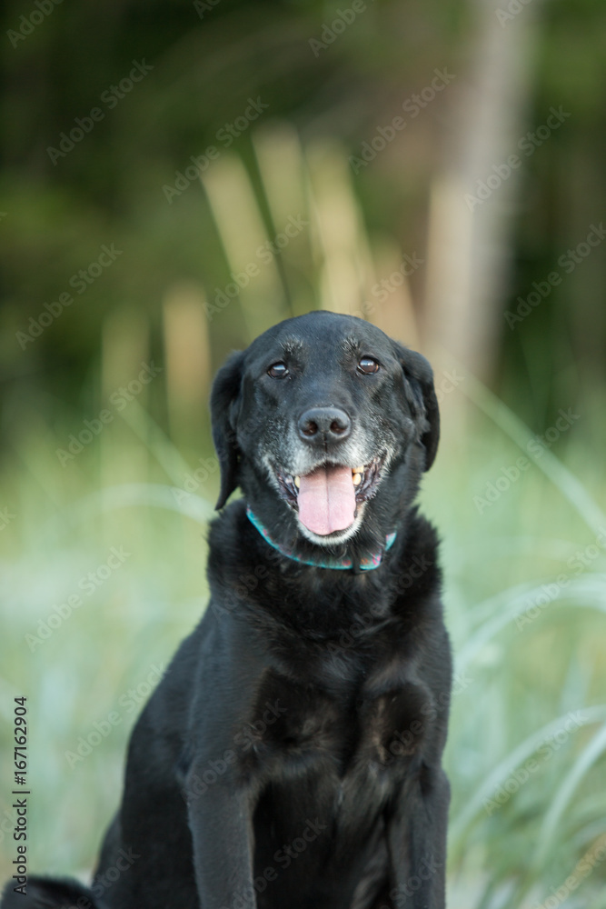 Portrait of black lab dog