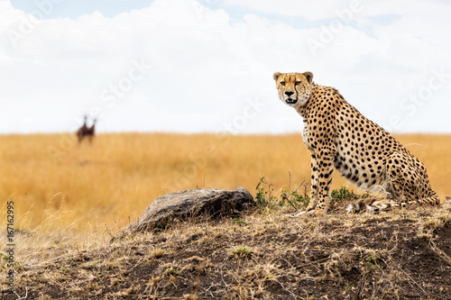 Cheetah in Africa Looking Into Camera