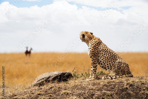 Cheetah looking at Prey in Background © adogslifephoto