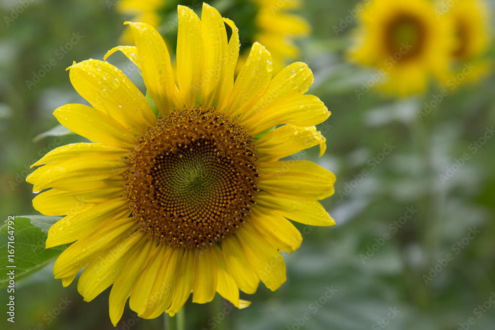 Fototapeta premium Sunflower head