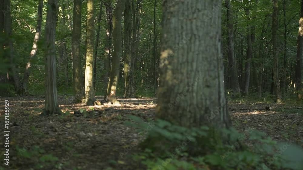 Girl Runs in the Morning Woods Girl Runs in the Morning Woods