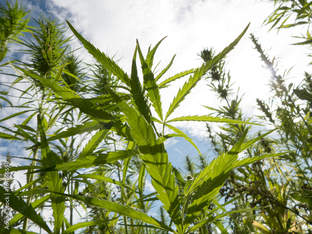cannabis on a farm dancing in the wind