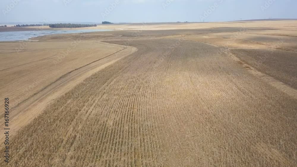 Winding rows of reaped corn in the dry season fly over Winding rows of reaped corn in the dry season fly over