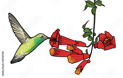 cartoon vector illustration of a hummingbird feeding