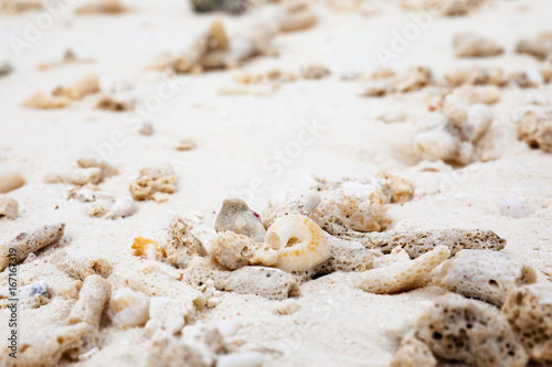 Pieces of corals and shells on beach sand. Summer vacation concept